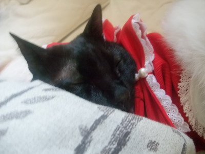 ロッくん（＆ムク）