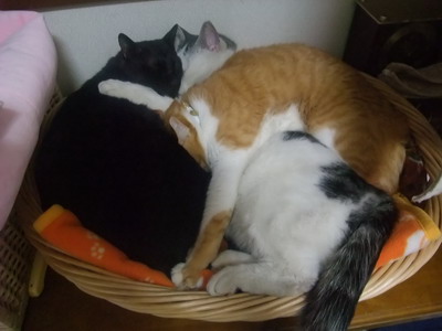 ロッくん＆ヤンチャ＆ぴぴ