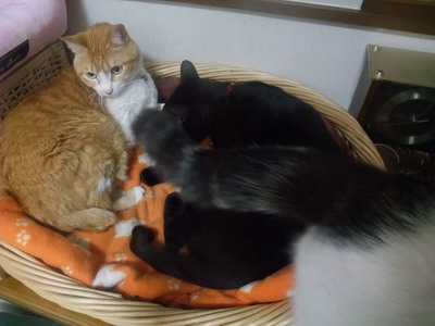 ぴぴ＆ロッくん（＆ヤンチャ）