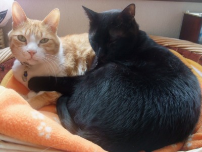 ぴぴ＆ロッくん