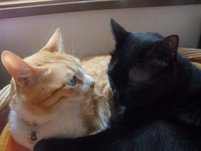 ぴぴ＆ロッくん