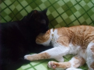 ロッくん＆ぴぴ