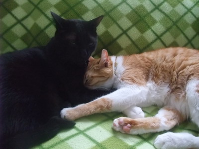 ロッくん＆ぴぴ