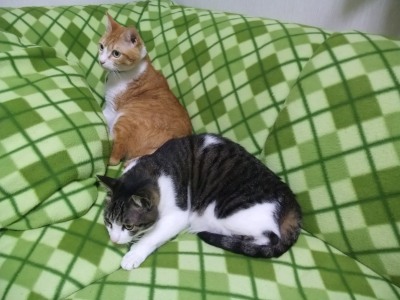 ぴぴ＆ちゃちゃ