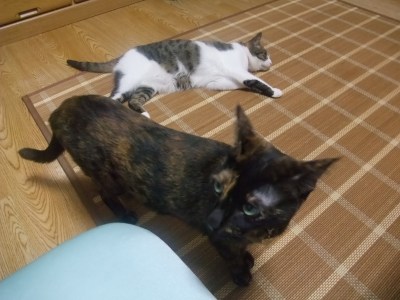 ちゃちゃ＆ココ