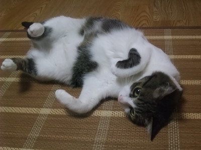 ちゃちゃ