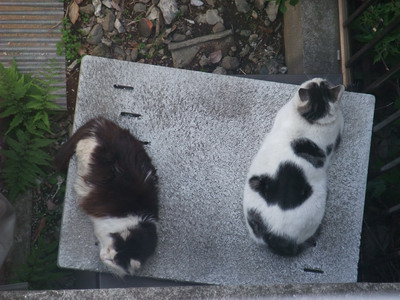 シロクロニャ＆ヤンチャ