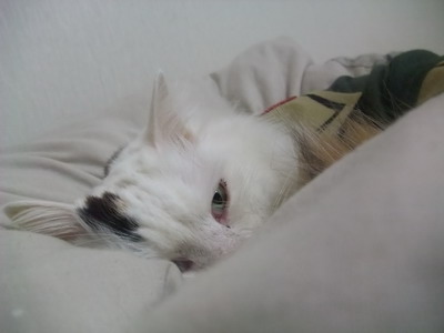ムク