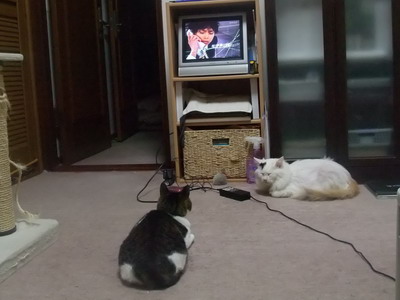 ちゃちゃ＆ムク