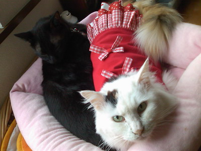 ムク＆ロッくん