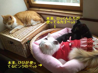 ぴぴ＆ムク＆ロッくん