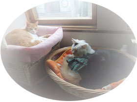 ぴぴ＆ムク＆ロッくん