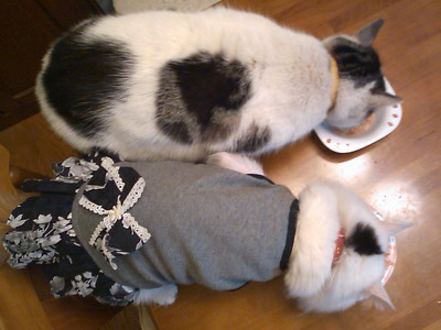 ヤンチャ＆ムク