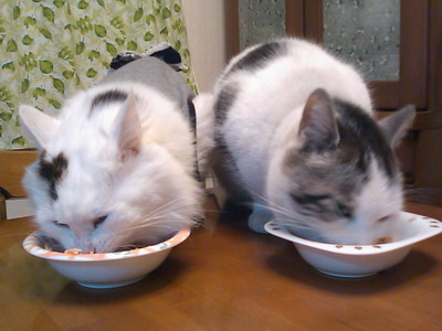 ムク＆ヤンチャ