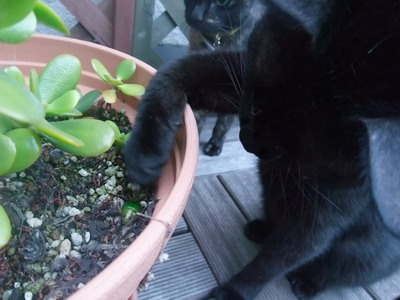 ロッくん（＆ココ）