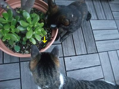 ココ＆ちゃちゃ