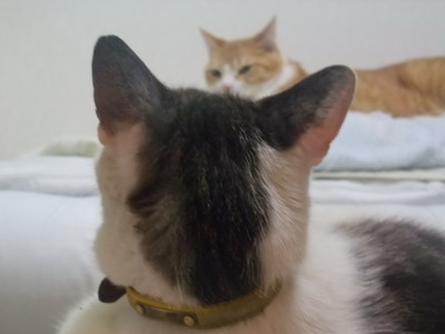 ヤンチャ（＆ぴぴ）