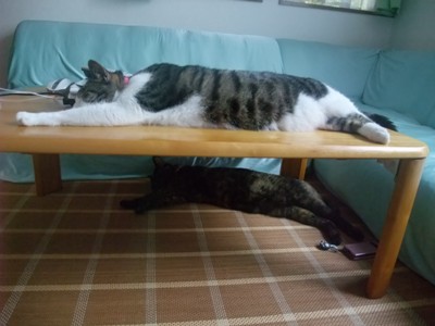 ちゃちゃ＆ココ