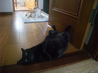 ロッくん＆ぴぴ