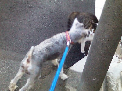 ネコ＆わんぞう