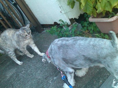 ネコ＆わんぞう