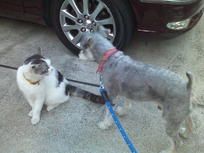 ヤンチャ＆わんぞう