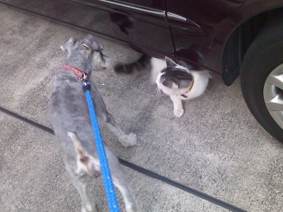 わんぞう＆ヤンチャ