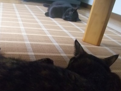 ロッくん＆ココ