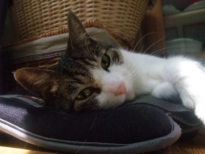 ちゃちゃ