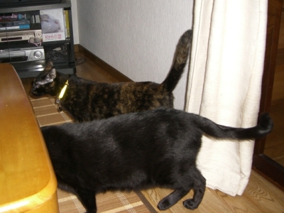 ココ＆ロッくん