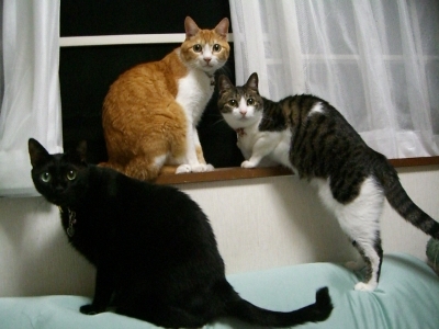 ロッくん＆ぴぴ＆ちゃちゃ