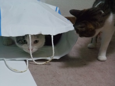 ヤンチャ＆ちゃちゃ