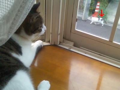 ちゃちゃ（＆ヤンチャ）