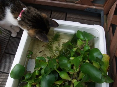 ちゃちゃ＆メダカ