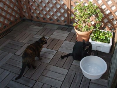 ロッくん＆ココ