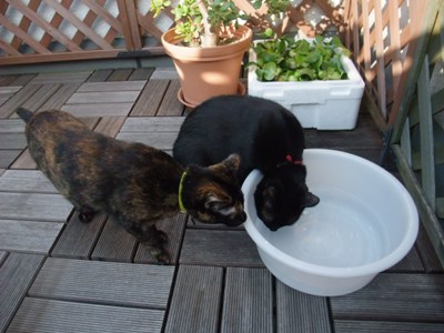 ロッくん＆ココ