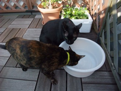 ロッくん＆ココ