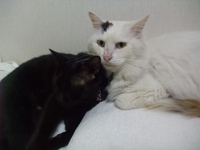 ロッくん＆ムク