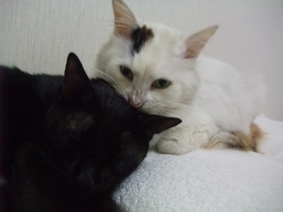 ロッくん＆ムク