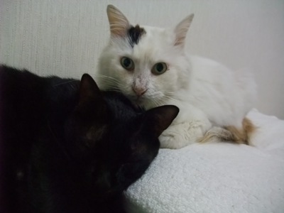 ロッくん＆ムク