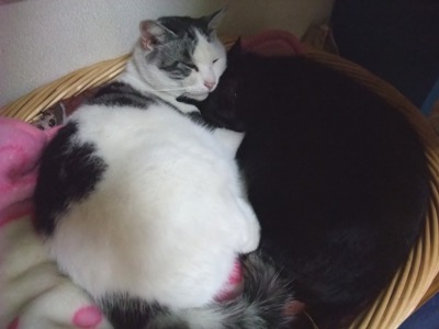 ヤンチャ＆ロッくん