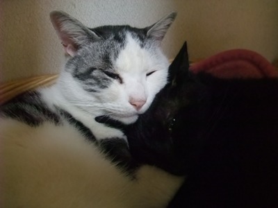 ヤンチャ＆ロッくん