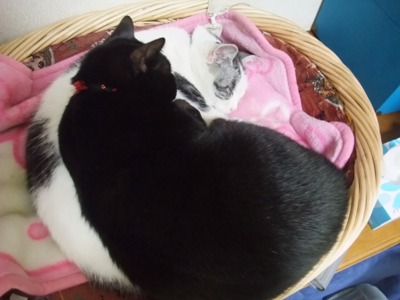 ヤンチャ＆ロッくん