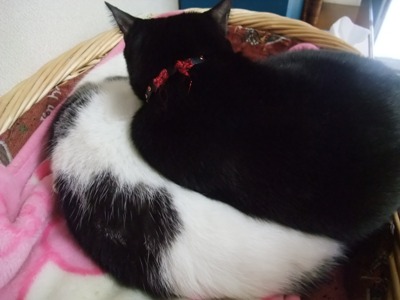 ヤンチャ＆ロッくん