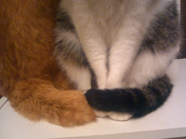 ぴぴ＆ちゃちゃ