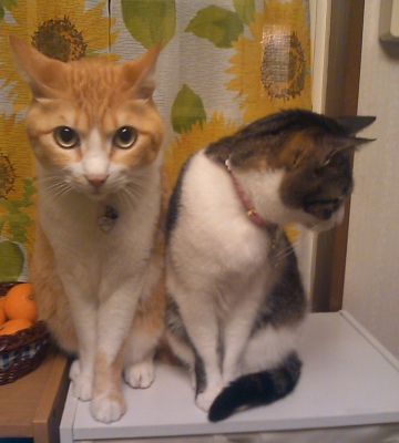 ぴぴ＆ちゃちゃ