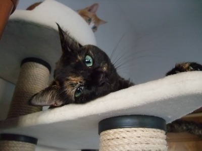 ココ　（＆ぴぴ）