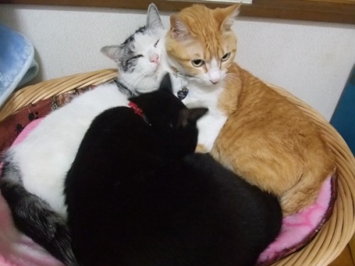 ヤンチャ＆ロッくん＆ぴぴ