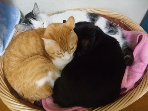 ヤンチャ＆ぴぴ＆ロッくん