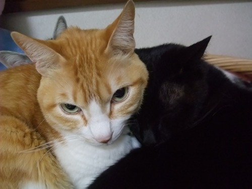 ぴぴ＆ロッくん（＆ヤンチャ）